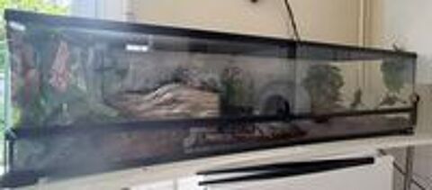   : Python Royal femelle + terrarium complet 