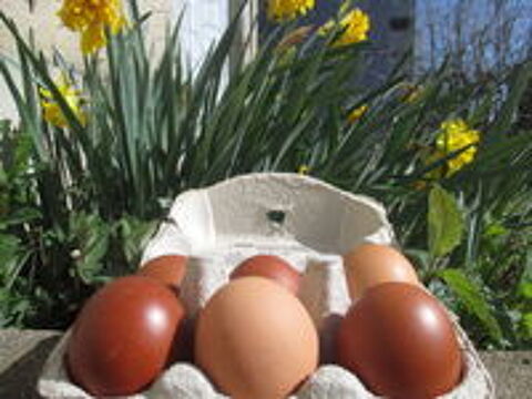   Oeufs frais bio plein air
