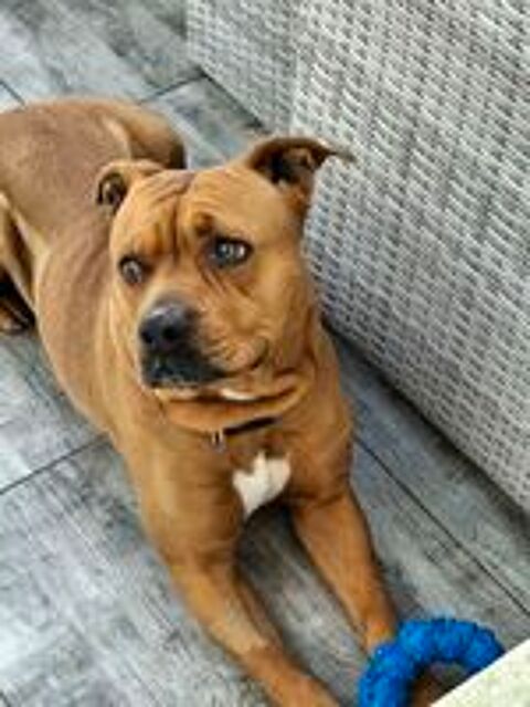   Mora, chienne croisée Staffordshire terrier à adopter 