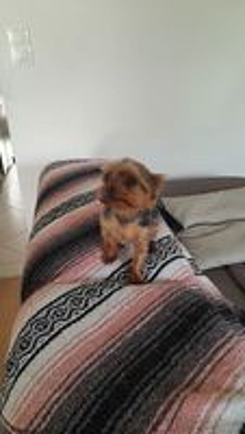   petit male yorkshire disponible pour saillie 