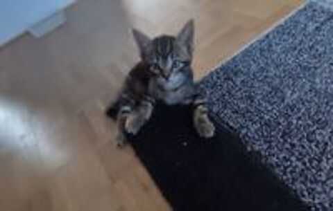   Chaton 