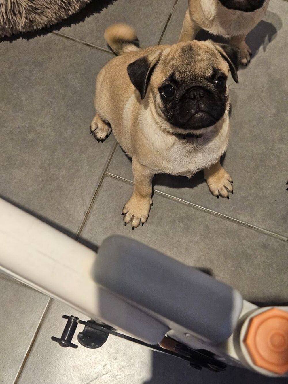   Chiot carlin sable  