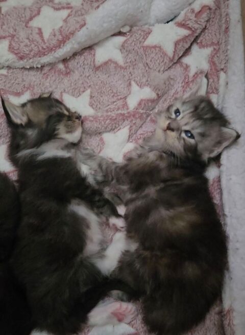 SUBLIME BEBE MAINE COON  POLYDACTYLE FEMELLE BLACK SILVER  1900 77300 Fontainebleau