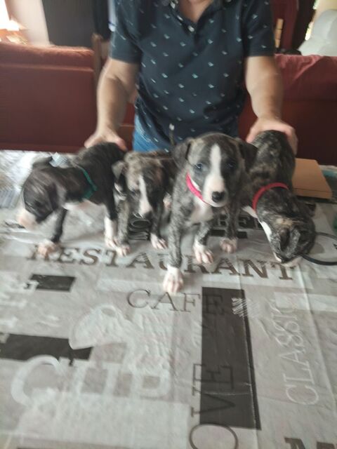 de whippet 700 64300 Orthez