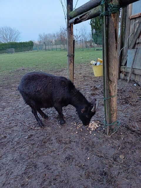 2 chèvres naines 80 02100 Saint-quentin