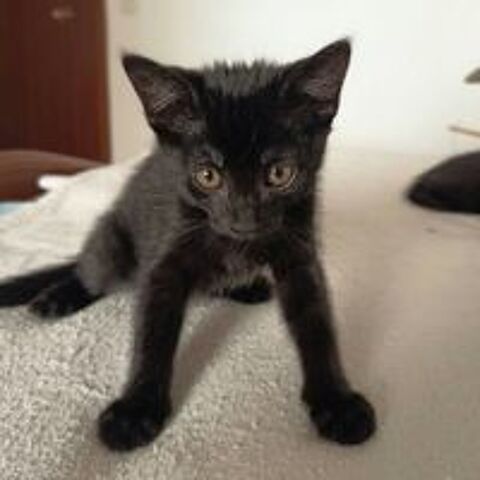   FILOU 
