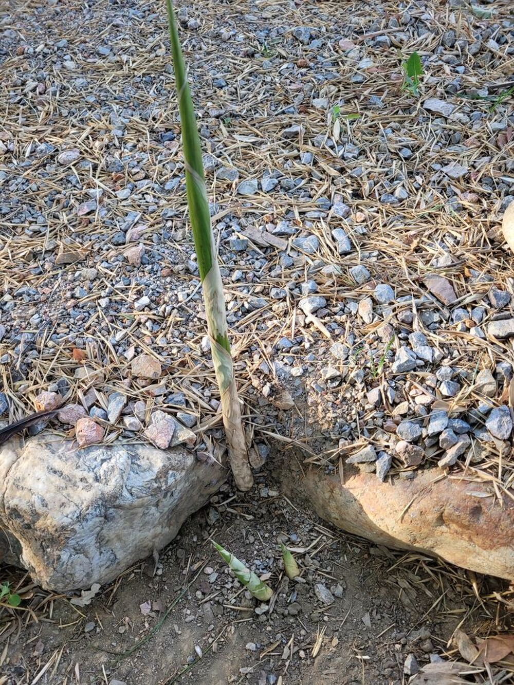 RHIZOMES DE BAMBOUS G&Eacute;ANTS Jardin