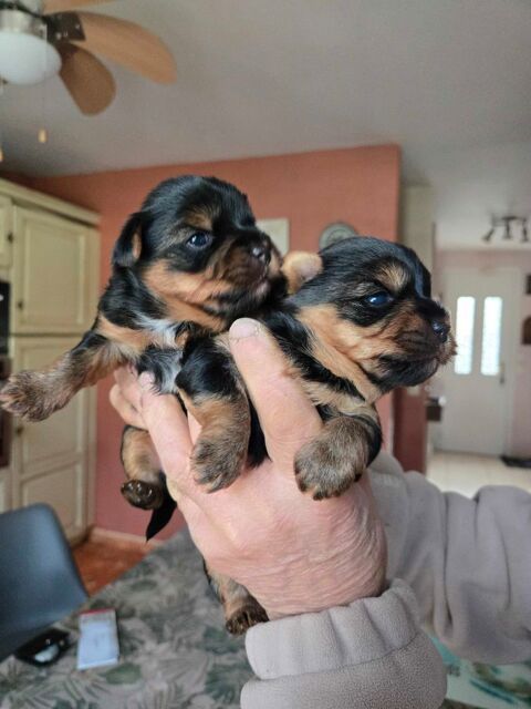 A RESERVER CHIOT FEMELLE YORSHIRE 1400 49300 Cholet