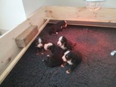   ? Adorables chiots Bouviers Bernois ??
