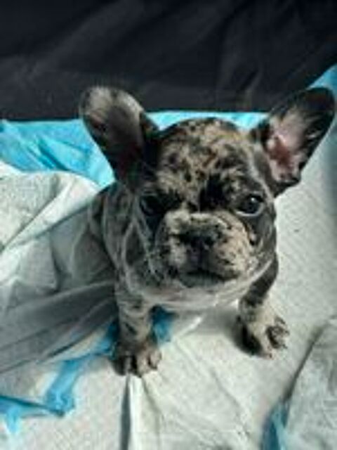  Chiot Bouledogue Français 
