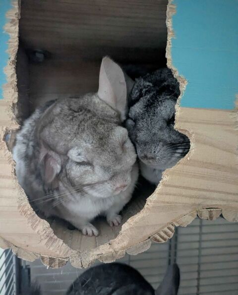 Inti & Huari 120 44000 Nantes