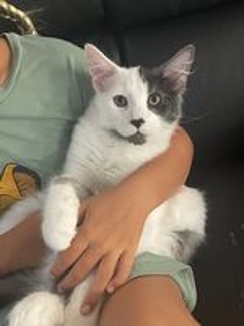   Chaton Mainecoon 