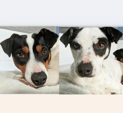 SYRAH et AIREN 600 27620 Gasny