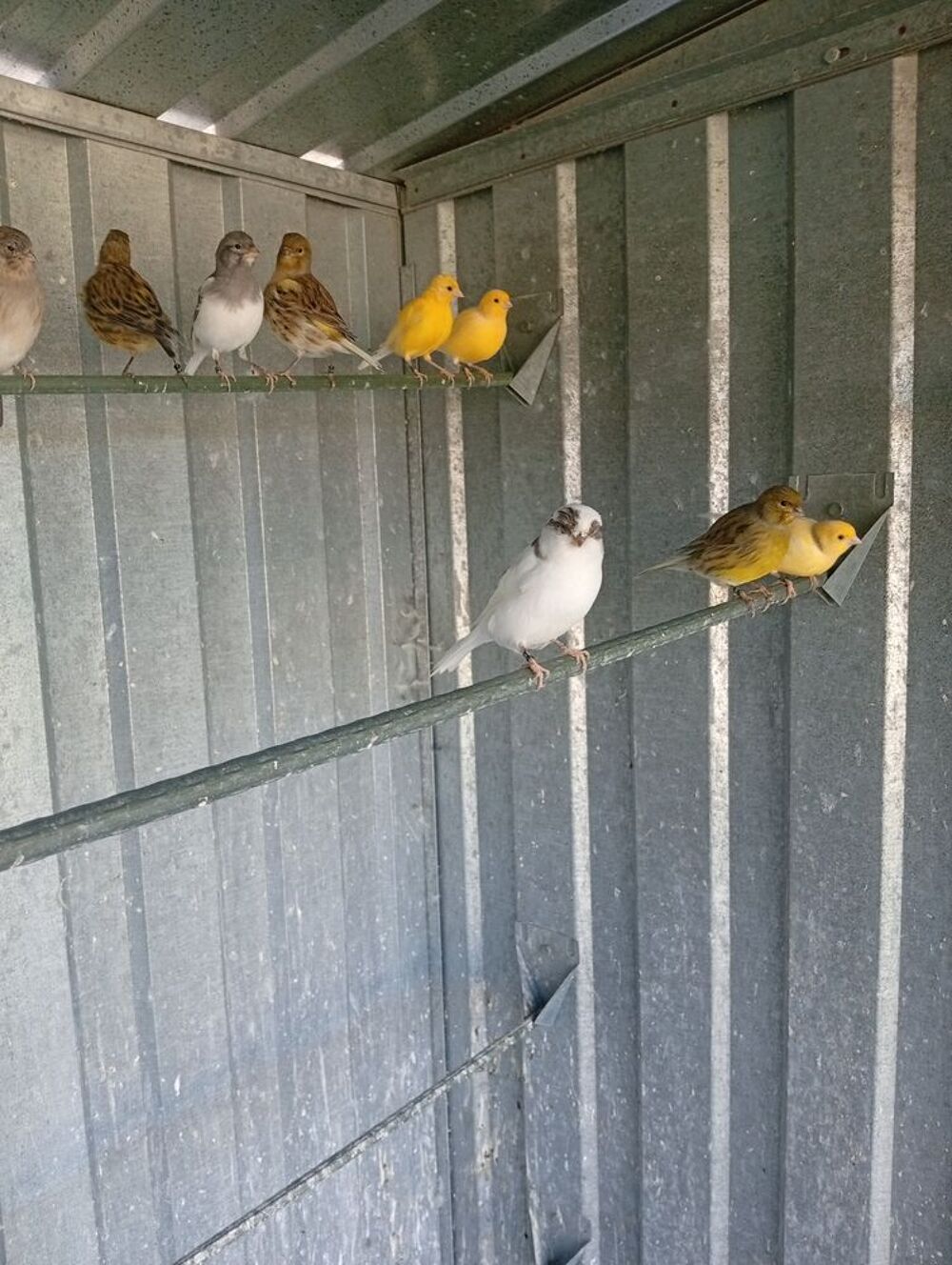   Canari posture  