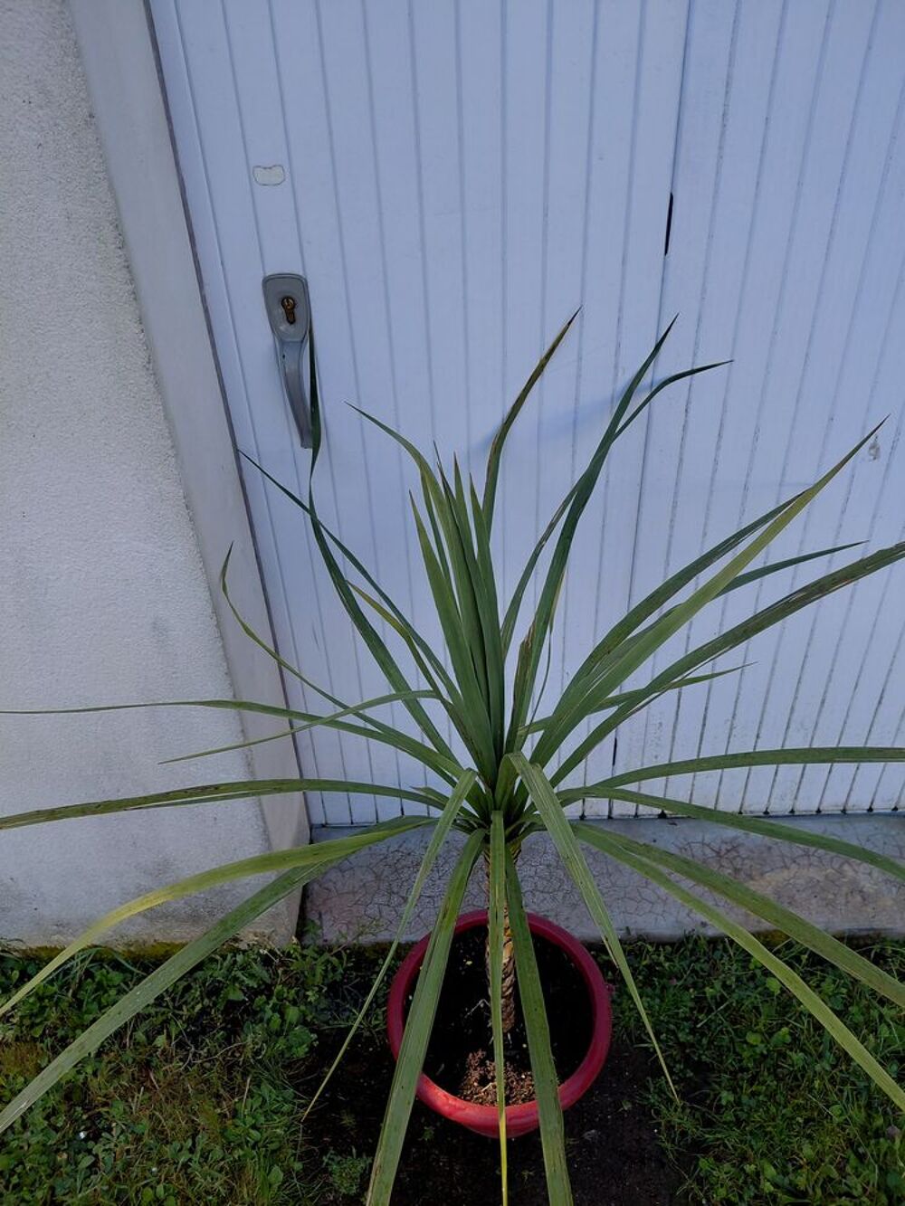 Arbuste cordyline Jardin