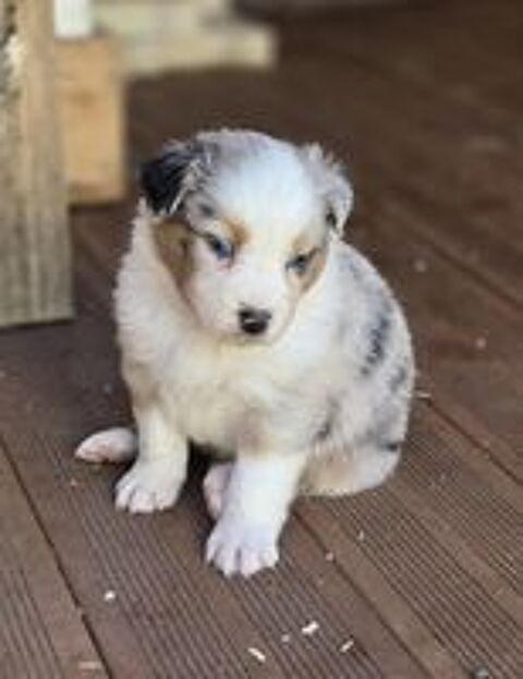   Chiot Berger Australien  