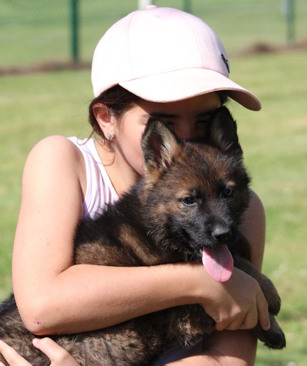   Chiot Berger Allemand gris  non lof 