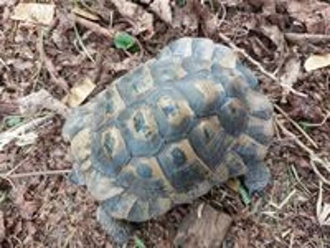   Tortue Graeca mâle adulte 