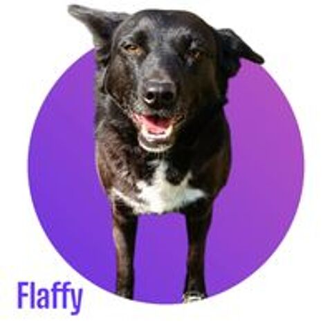   Notre adorable tripattes FLAFFY cherche sa famille pour la vie 