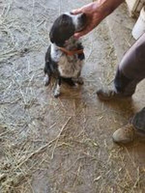   Chiots border Collie 