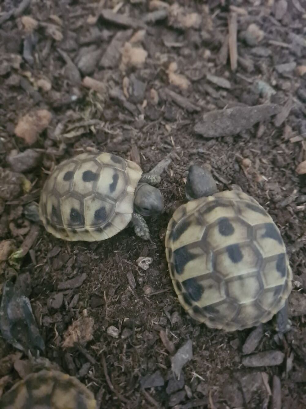   Tortues terrestres de terre juvéniles bébé de terre 