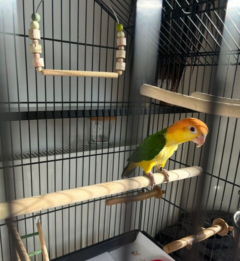  Ca&iuml;que EAM, 1 an &agrave; t&ecirc;te orange 500 93700 Drancy