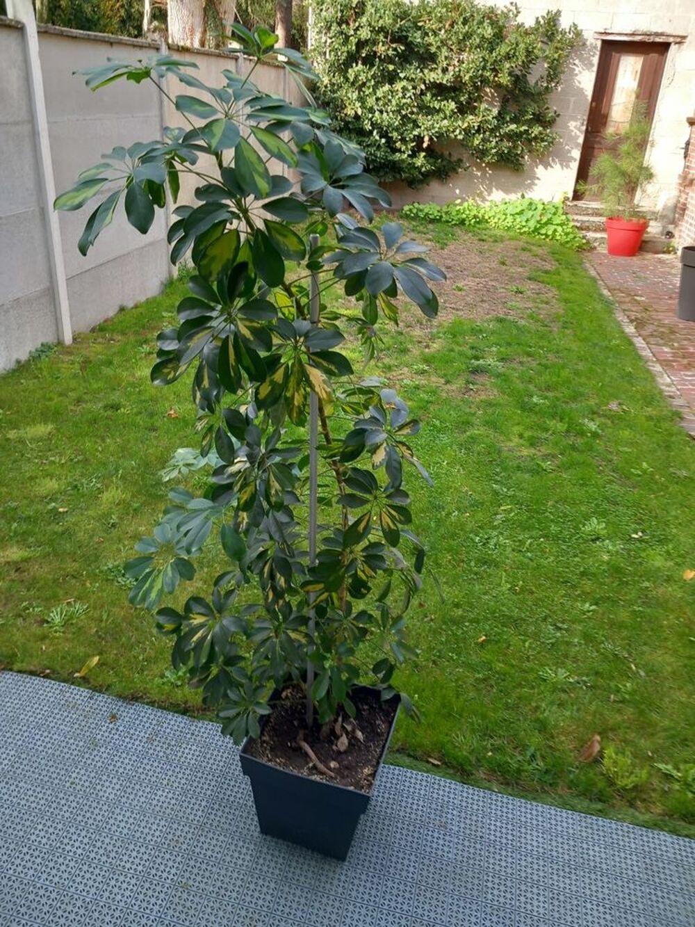 Plante d'int&eacute;rieur schefflera Jardin
