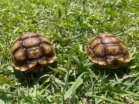 Tortue terrestre géante Centrochelys sulcata  90 30000 Nmes