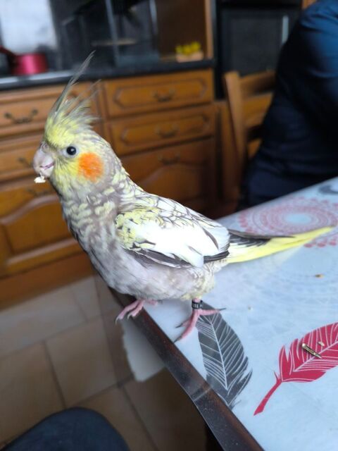 Calopsitte élevée main 100 71370 Saint-germain-du-plain