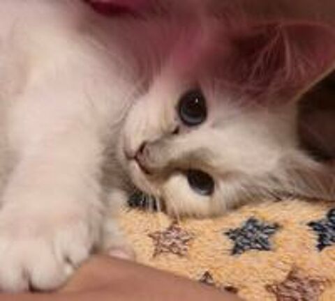   Biscotte, petite merveille Sacré de Birmanie, disponible 