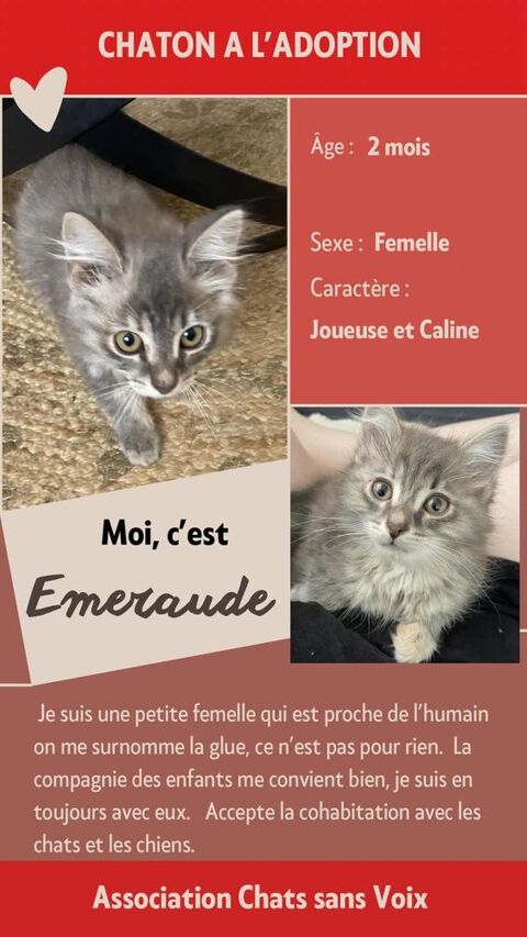 &Agrave; l'adoption : Emeraude, adorable chaton femelle de 2 mois (Association) 80 62149 Annequin