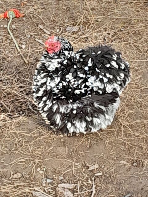 ?ufs de poules Pékin  millefleurs, noires cailloutée, 2 40190 Villeneuve-de-marsan