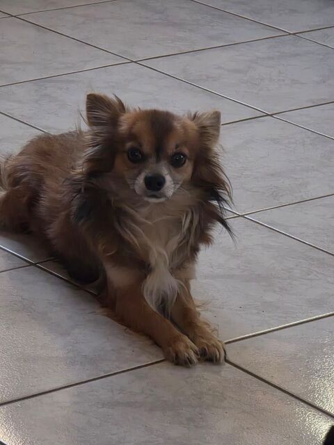 Chihuahua papillon  0 32140 Masseube