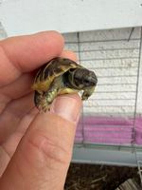   Tortues 2026 
