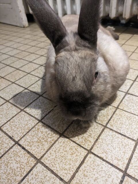 Saillie Lapin mâle sablé des Vosges 60 94240 L'ha-les-roses