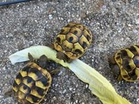   Tortues de terre un an 