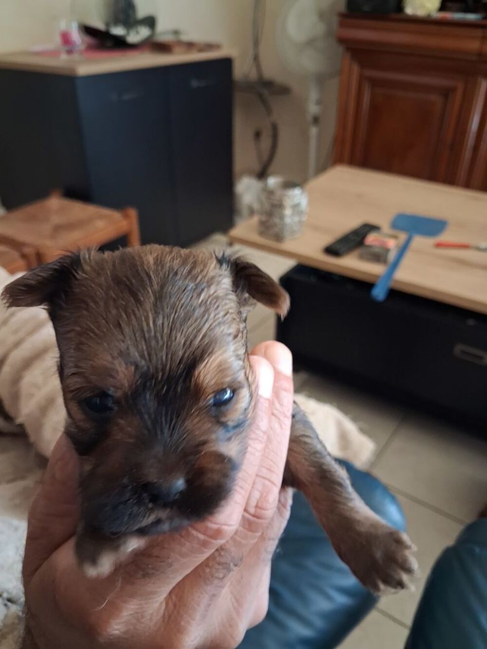   Shorkie Tzu  mâles petits gabarit
