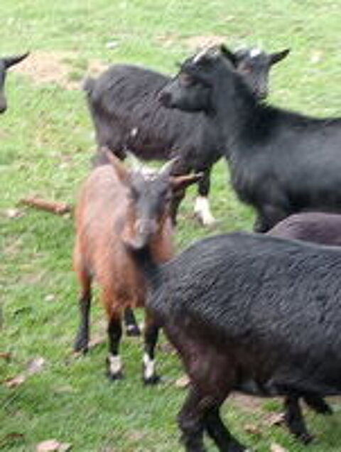   Bonjour je des ch�vres 