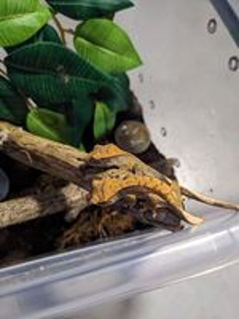   Gecko à crête  