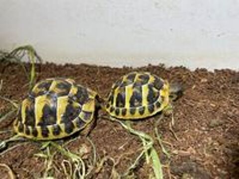   Tortue de terre  
