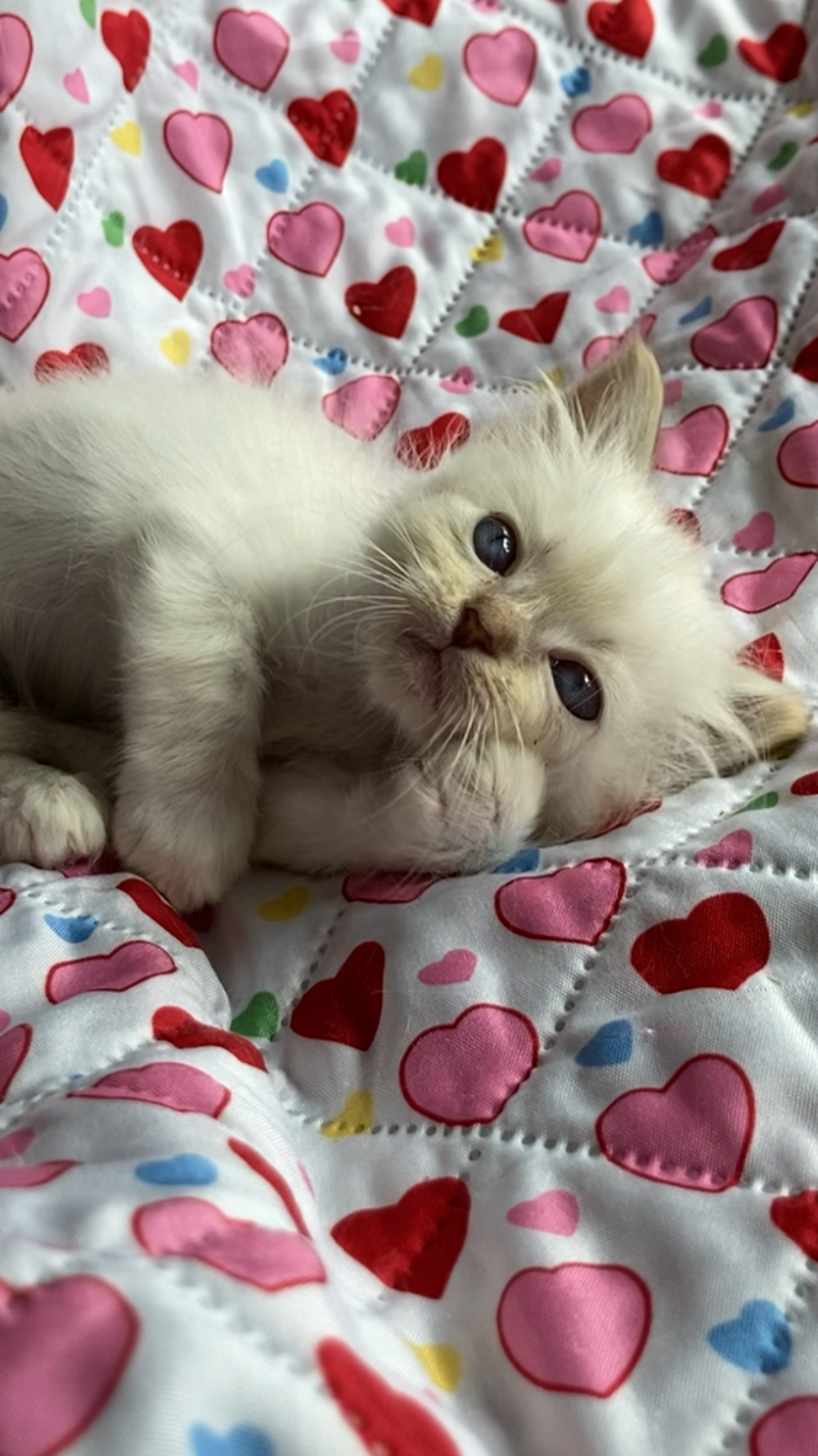   Superbes chatons Sacré de Birmanie à réserver 