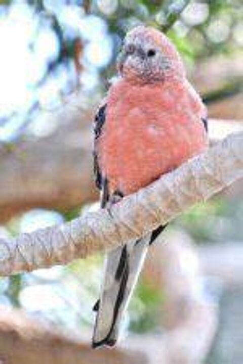 Recherche perruches de Bourke (2 couples) 0 45000 Orlans