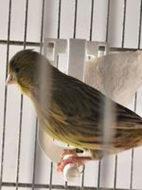   Canaris  
