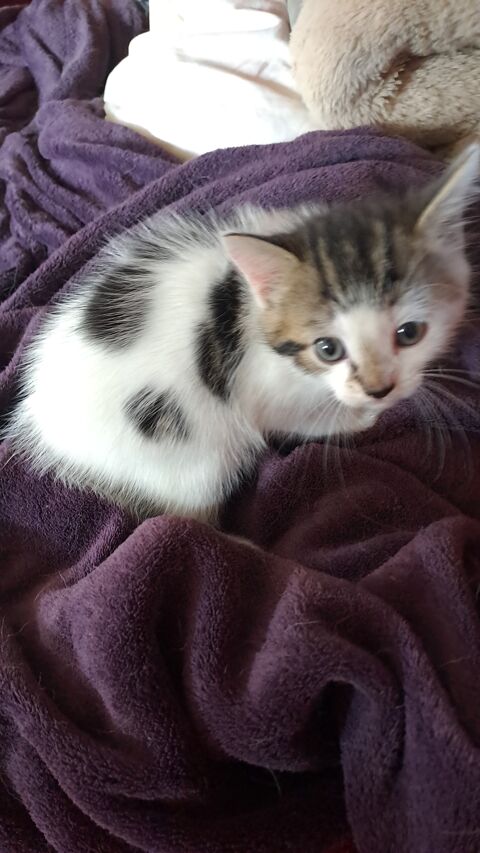 Chaton mâle 0 62130 Saint-pol-sur-ternoise