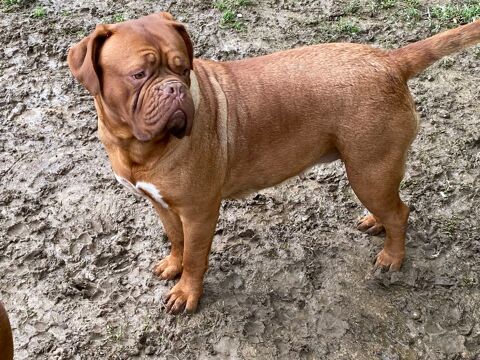 Donne chienne dogue de Bordeaux 0 64150 Mourenx