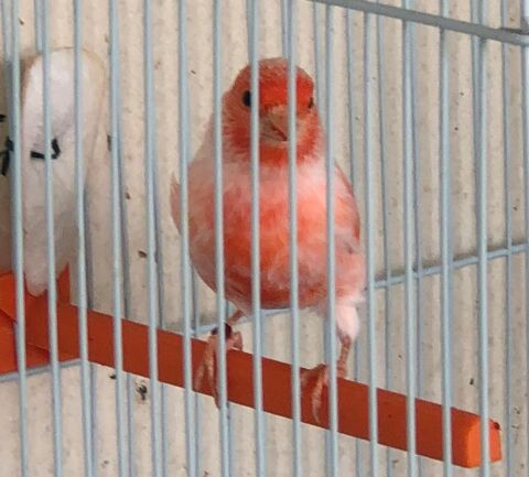 Canaris de couleurs 15 34500 Bziers