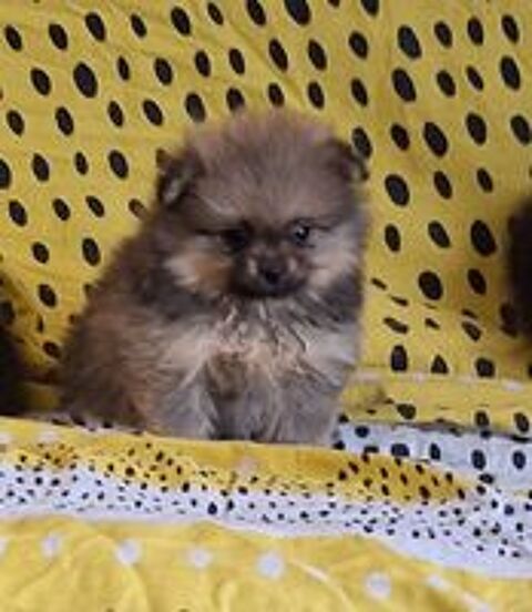   chiots spitz non lof 