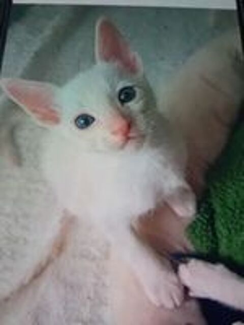   Chatons croisé cornish rex -maine coon recherche famille 