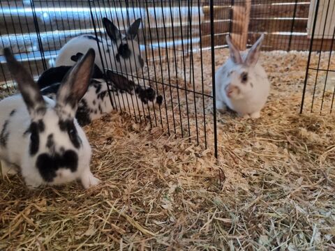 Lapines 3 mois 40 71760 Issy-l'�v�que