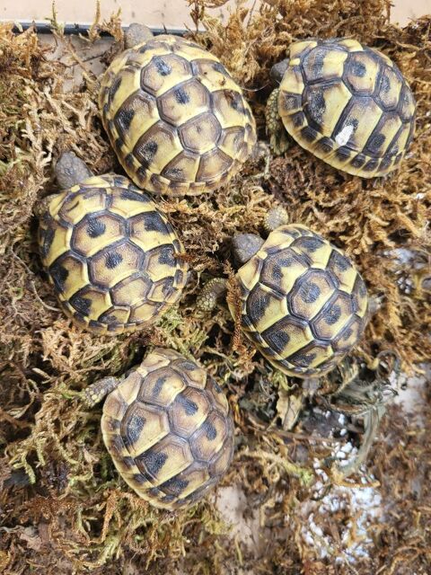 C&egrave;de 5 juv&eacute;niles tortue herman 
Naissance in natura 2025 
To 50 81100 Castres